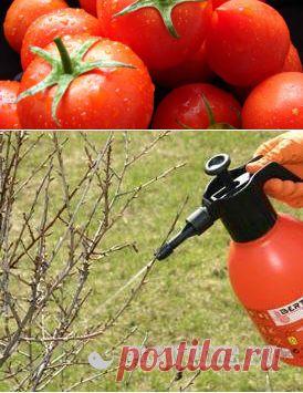 Весенний период работы в саду по защите растений от болезней и вредителей