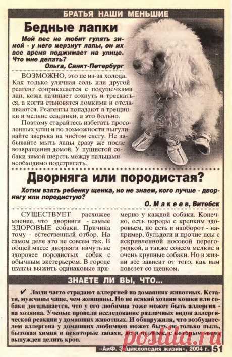 У щенка зимой мерзнут лапы. Какого щенка взять