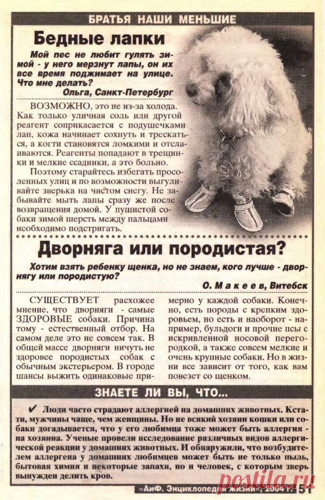 У щенка зимой мерзнут лапы. Какого щенка взять