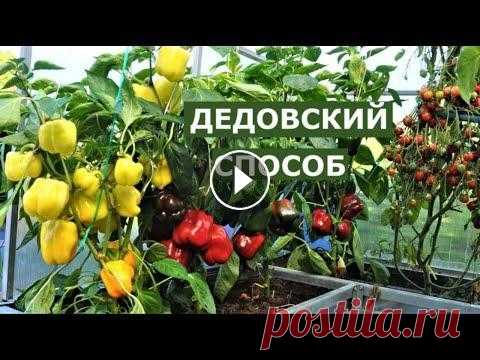Секрет хорошего урожая или дедовский метод Коротко о способе получения высоких урожаев всех культур. Помощь каналу, карта Сбербанка - 4276 3800 7513 3459 На канале: Наталья Сморчкова и другие а...