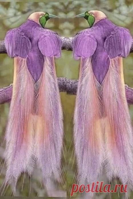 Фото-природа