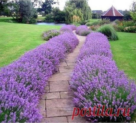 Лаванда на даче.
