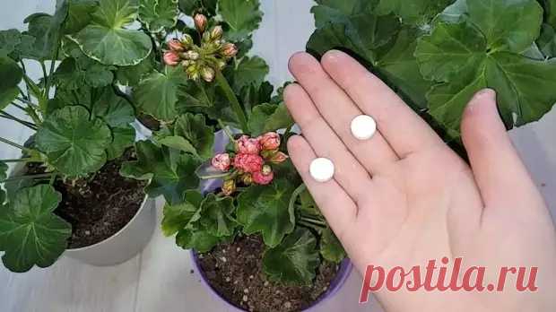 Достаточно одной таблетки! Оживите даже самый слабый цветок подкормкой из аптеки - Квартира, дом, дача - Социальная сеть 