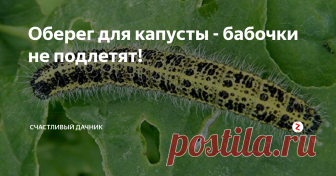 Оберег для капусты - бабочки не подлетят! Капуста - одна из полезных и распространенных культур. Она не прихотлива и легка в выращивании. Однако нежными листьями овоща полакомится желают не только человек, но и вредители.