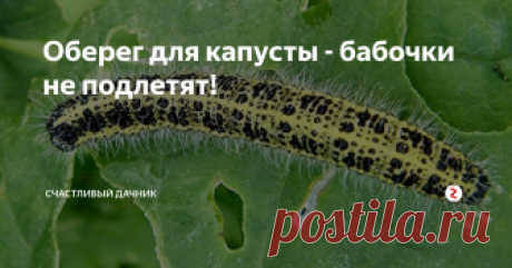 Оберег для капусты - бабочки не подлетят! Капуста - одна из полезных и распространенных культур. Она не прихотлива и легка в выращивании. Однако нежными листьями овоща полакомится желают не только человек, но и вредители.