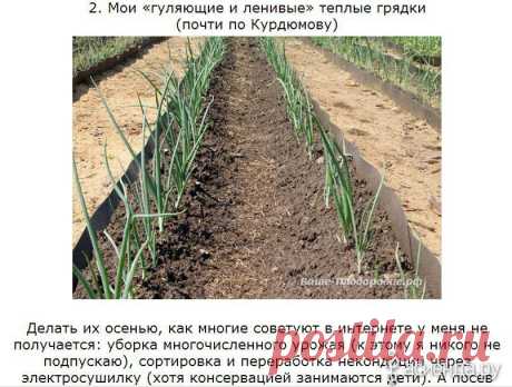 Умные грядки. История Э. Р. Зориной из Красноярска: Группа Наши грядки