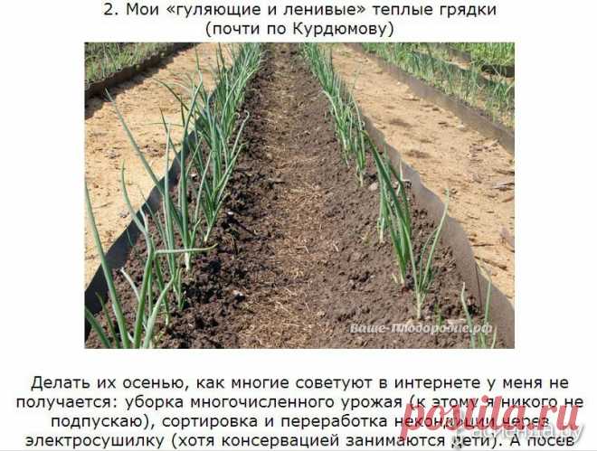 Умные грядки. История Э. Р. Зориной из Красноярска: Группа Наши грядки