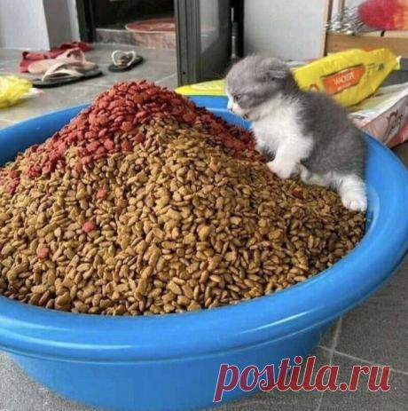 15 снимков кошек, которые докажут, что люди все еще не до конца их понимают | TravelAsk | Дзен