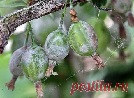 Лучшее средство от мучнистой росы!