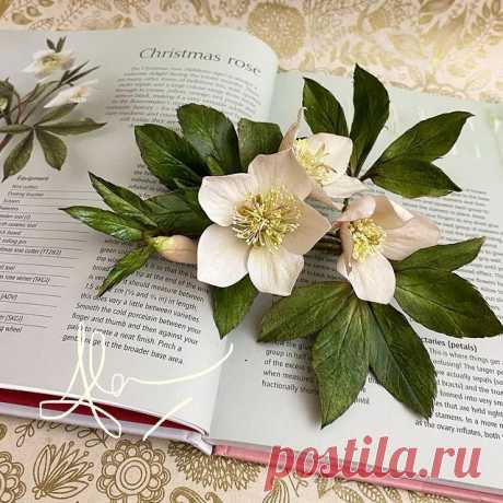 I’ve always loved making Christmas Roses and other Hellebores over the years. This year is no exception - although it is my first time teaching them online. The FB live demonstration was recorded and saved to a private FB page. I create two types of Hellebore and berries. If you would like to sign up and create your own Hellebores please message or email me - nasturtium72@aol.com ... it is £30 via PayPal or bank transfer - and it will also give you entry to a free fantasy ...