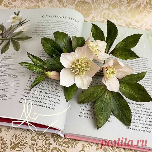I’ve always loved making Christmas Roses and other Hellebores over the years. This year is no exception - although it is my first time teaching them online. The FB live demonstration was recorded and saved to a private FB page. I create two types of Hellebore and berries. If you would like to sign up and create your own Hellebores please message or email me - nasturtium72@aol.com ... it is £30 via PayPal or bank transfer - and it will also give you entry to a free fantasy ...