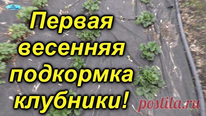 Клубника-первая весенняя подкормка! Когда, как и зачем нужно провести первую весеннюю подкормку клубники-земляники весной? Интересное видео со всеми подробностями и объяснениями. Более подробно...