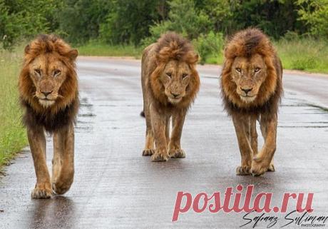 Смешная дикая природа