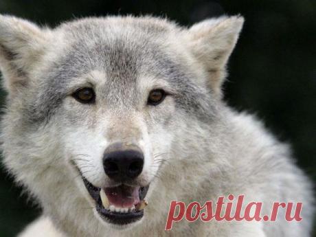 Не сдаваться (Лютинский Алексей) / Стихи.ру - национальный сервер современной поэзии