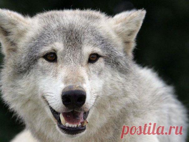 Не сдаваться (Лютинский Алексей) / Стихи.ру - национальный сервер современной поэзии