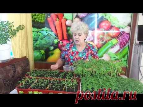 2 ТОМАТА В ОДНУ ЛУНКУ - ПОДРОБНЕЕ. Ольга Чернова.