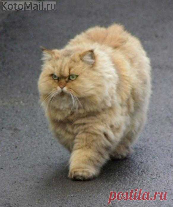 Пухляш