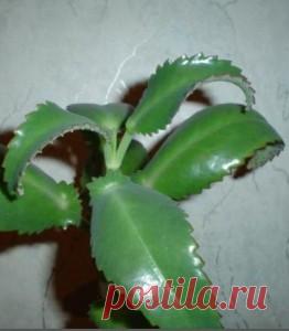 Лечение каланхоэ | ЗДОРОВЫЙ ДОМ