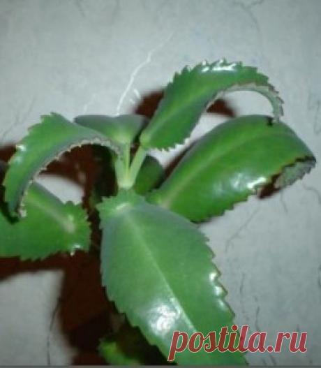 Лечение каланхоэ | ЗДОРОВЫЙ ДОМ