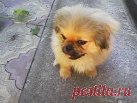 Боня и виноградный лист. - YouTube