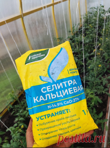 КОРМИМ ТОМАТЫ ....

Кальциевая селитра ., одна из очень важных подкормок !!!

Вот и настал момент, когда на второй цветочной кисти начинают образовываться цветы. И это означает что время пришло....

Часто задаваемый вопрос ...
Почему приходит вершинная гниль , как с ней бороться...???

Зачастую эти вопросы десятками сыпятся мне в личные сообщения когда томаты уже повреждены ... Но нужно научиться проводить подкормки вовремя !!! Именно для этого мы закладываем в лунку бороф...