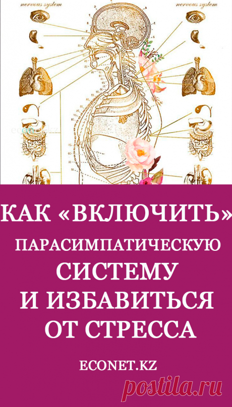 Как «включить» парасимпатическую систему и избавиться от стресса

Вегетативная нервная система составляет большую часть центральной и действует автономно. Она регулирует всю жизнеспособность организма – работу всех органов и систем, секреции внутренних желез, кровообращение и так далее. Делится на симпатический отдел, который отвечает за «атаки» и парасимпатический, работающий в режиме отдыха.