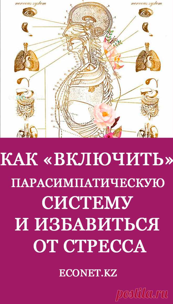 Как «включить» парасимпатическую систему и избавиться от стресса

Вегетативная нервная система составляет большую часть центральной и действует автономно. Она регулирует всю жизнеспособность организма – работу всех органов и систем, секреции внутренних желез, кровообращение и так далее. Делится на симпатический отдел, который отвечает за «атаки» и парасимпатический, работающий в режиме отдыха.