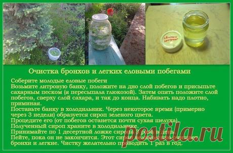 Очищение бронхов и легких еловыми побегами