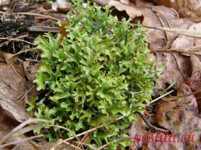 Исландский мох — как  от кашля