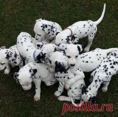 If There Was A ’101 Dalmatians’ Remake These 101 Adorable Pups Should Be The Stars (PHOTOS) | Pixable