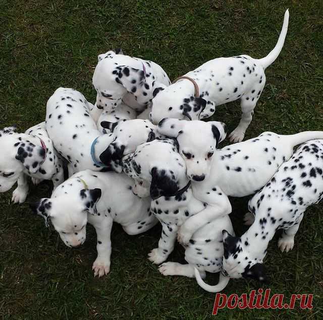 If There Was A ’101 Dalmatians’ Remake These 101 Adorable Pups Should Be The Stars (PHOTOS) | Pixable