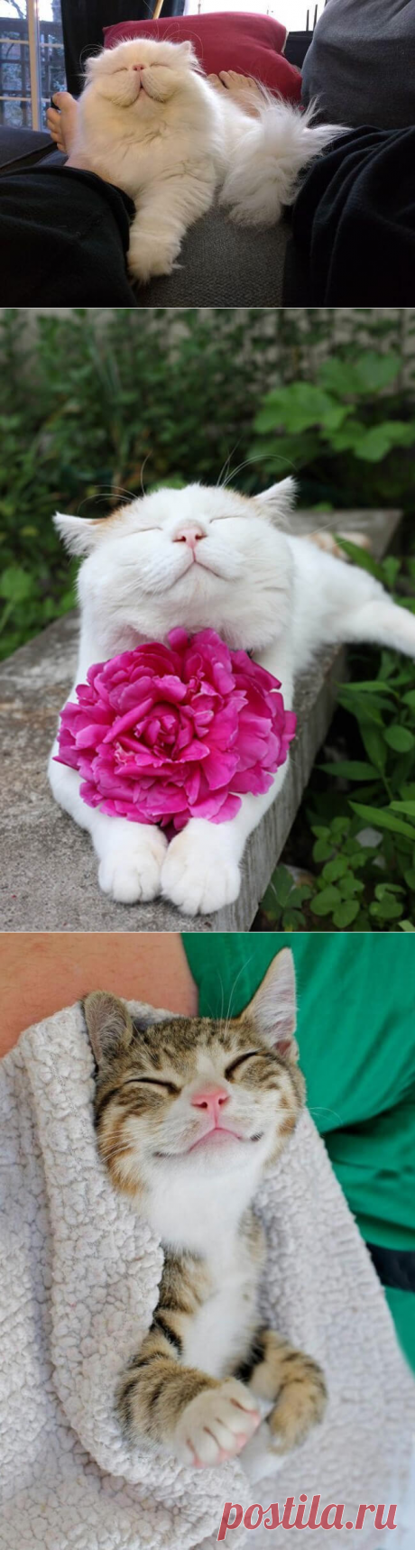 ФотоТелеграф » 25 улыбающихся котиков, которые чудо как милы