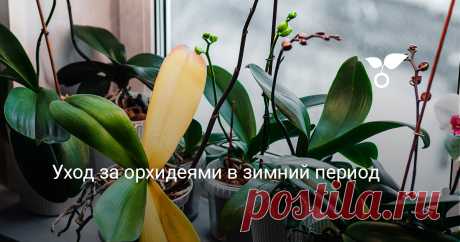 Уход за орхидеями в зимний период — Ботаничка Купив в магазине цветущую орхидею, мы некоторое время наслаждаемся её нежными цветами. А после того как они увянут, ждём следующего цветения. Однако многие не только не дожидаются новых цветов, но и вообще теряют растение. А всё потому что в уходе за орхидеями много подводных камней, а её саму не зря считают одним из самых капризных растений. Как избежать проблем и на что обратить внимание в зимний период?