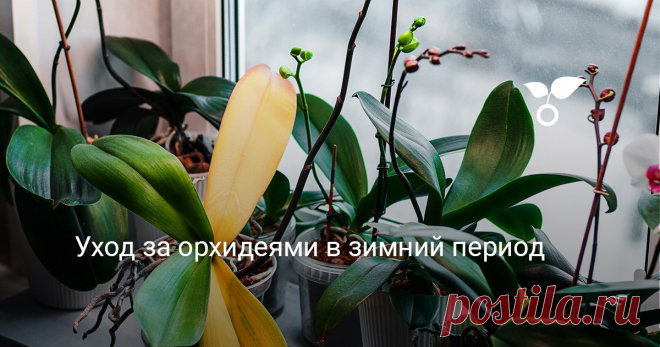 Уход за орхидеями в зимний период — Ботаничка Купив в магазине цветущую орхидею, мы некоторое время наслаждаемся её нежными цветами. А после того как они увянут, ждём следующего цветения. Однако многие не только не дожидаются новых цветов, но и вообще теряют растение. А всё потому что в уходе за орхидеями много подводных камней, а её саму не зря считают одним из самых капризных растений. Как избежать проблем и на что обратить внимание в зимний период?