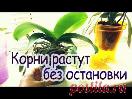 Выжить после.../Бывшая реанимашка, орхидея