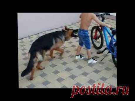 Бесконтрольная немецкая овчарка.Часть 1(Дети, игры и велосипед)