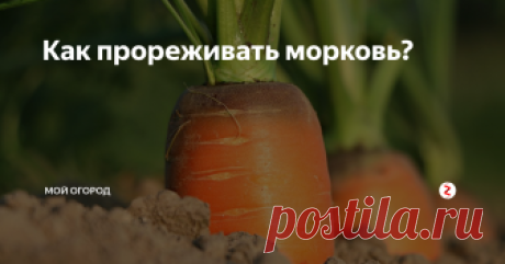 Как прореживать морковь? Чтобы собрать действительно достойный урожай, мало засеять грядку семенами. Необходима кропотливая работа по уходу за всходами. Одним из элементов ухода за этой культурой является прореживание.