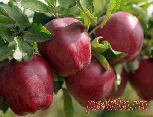 КАК ВЫБРАТЬ САЖЕНЦЫ ЯБЛОНИ