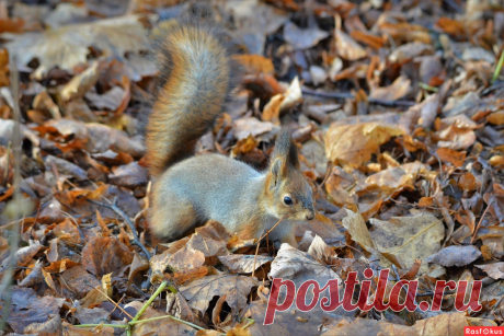 Фото: Белка. Фотограф Константин Анисимов. Фото животных - Фотосайт Rasfokus.ru
