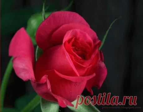 15+-+1 (480×377)