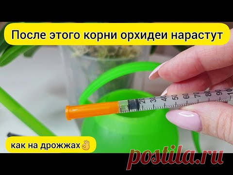 Полить орхидею ДЛЯ РОСТА КОРНЕЙ орхидеи // НАРАСТИТЬ КОРНИ орхидеи и ВОССТАНОВИТЬ ТУРГОР орхидеи