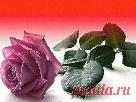 (42) Одноклассники