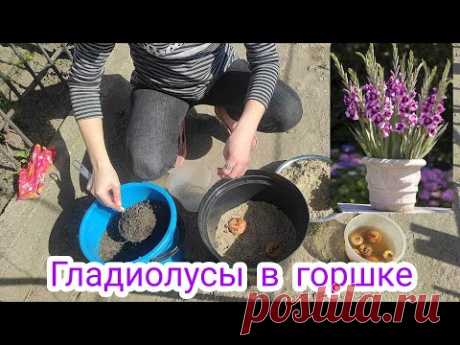 Как высадить гладиолусы в горшок? Гладиолусы в горшке. Неприхотливый сад