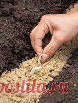 Размножение лилии чешуйками. Мастер-класс с фото на Supersadovnik.ru