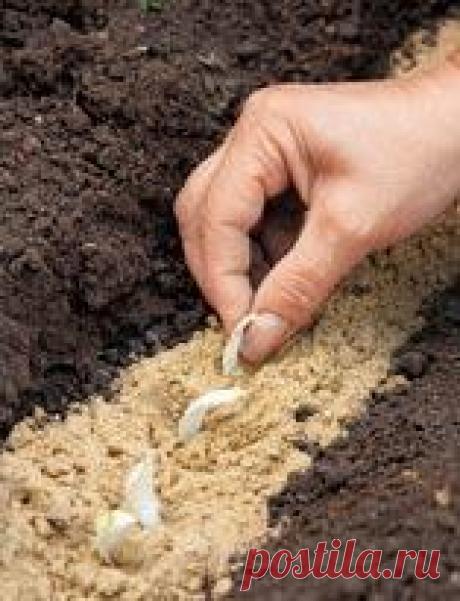 Размножение лилии чешуйками. Мастер-класс с фото на Supersadovnik.ru