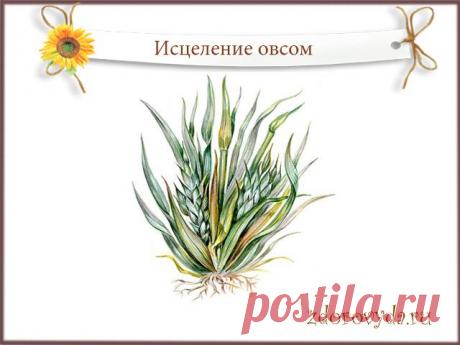 настой овса польза