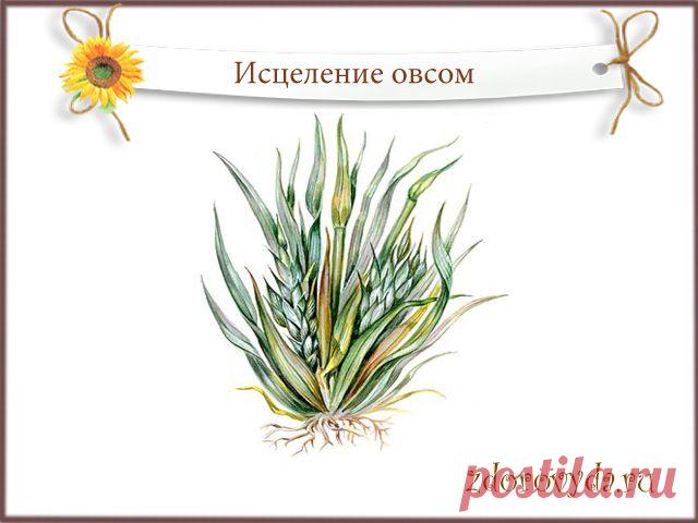 настой овса польза