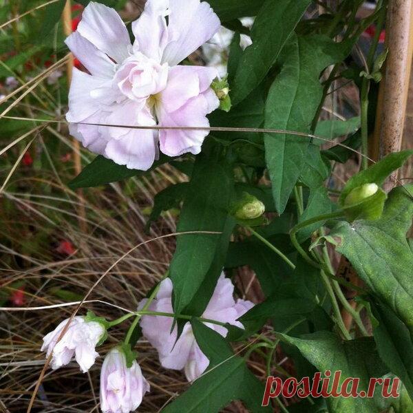 Красива как роза и неприхотлива как сорняк — калистегия. Цветет с июля до морозов! | Что посадить? | Яндекс Дзен