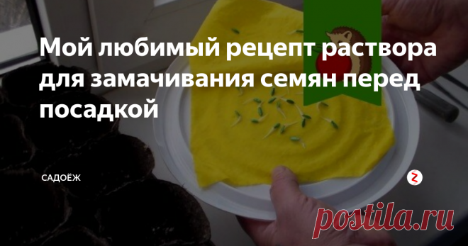 Мой любимый рецепт раствора для замачивания семян перед посадкой Простое народное средство, которое повысит всхожесть семян, а рассада будет крепче и здоровее