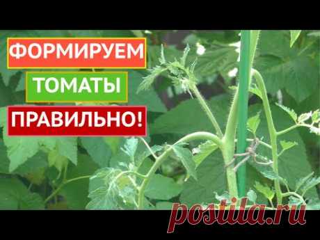 ПОЧЕМУ ВАЖНО ФОРМИРОВАТЬ ТОМАТЫ И КАК ПРАВИЛЬНО ЭТО ДЕЛАТЬ!